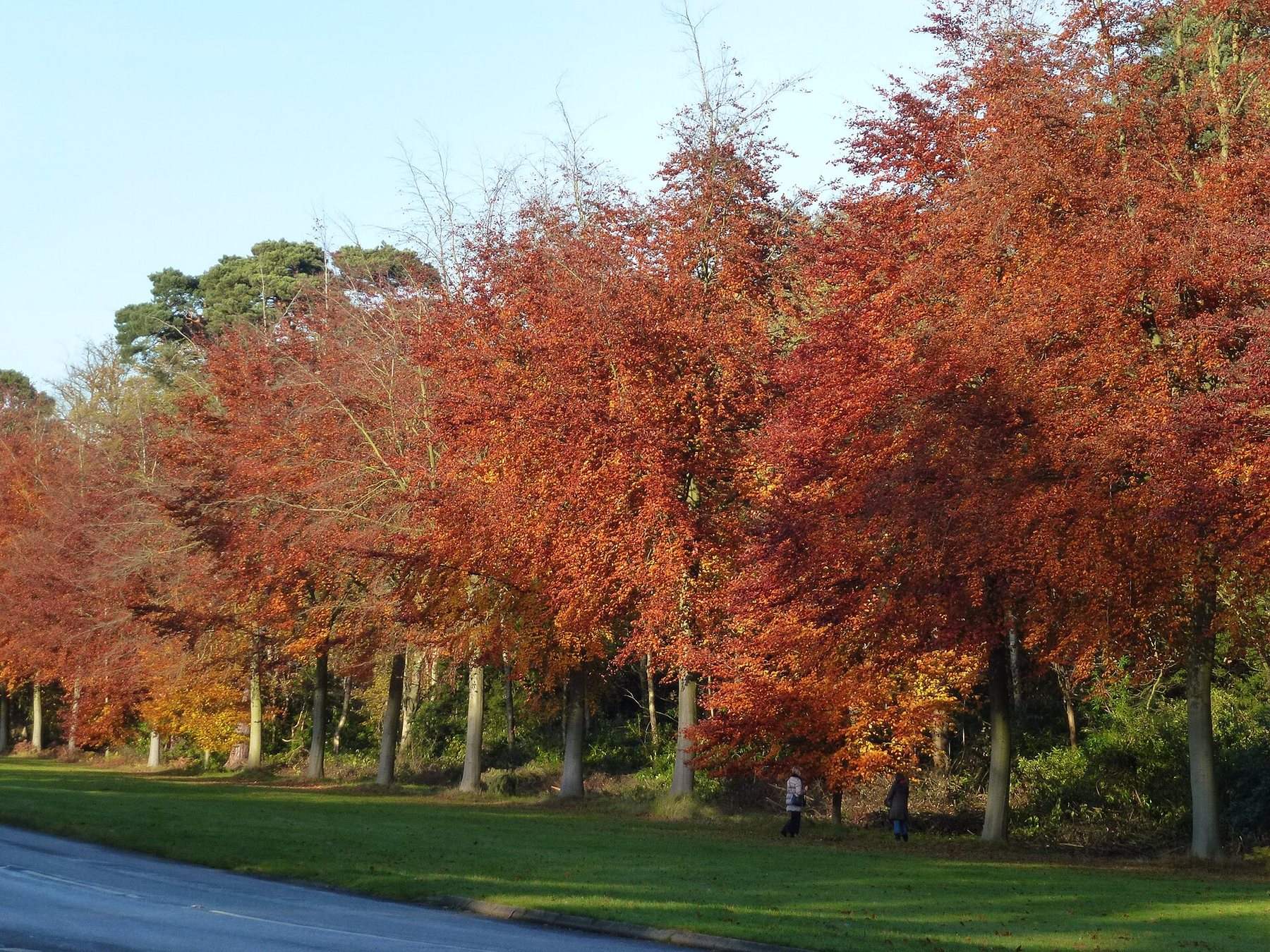 Sandringham Country Park Woodland Walk
