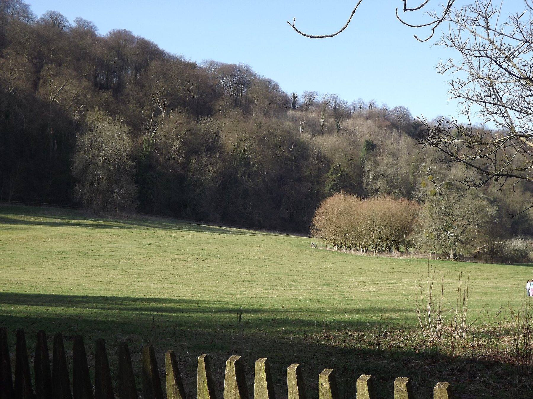 Selborne Common