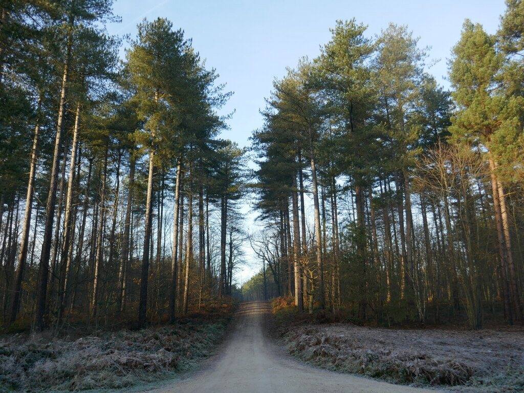 Sherwood Pines Ranger's Path