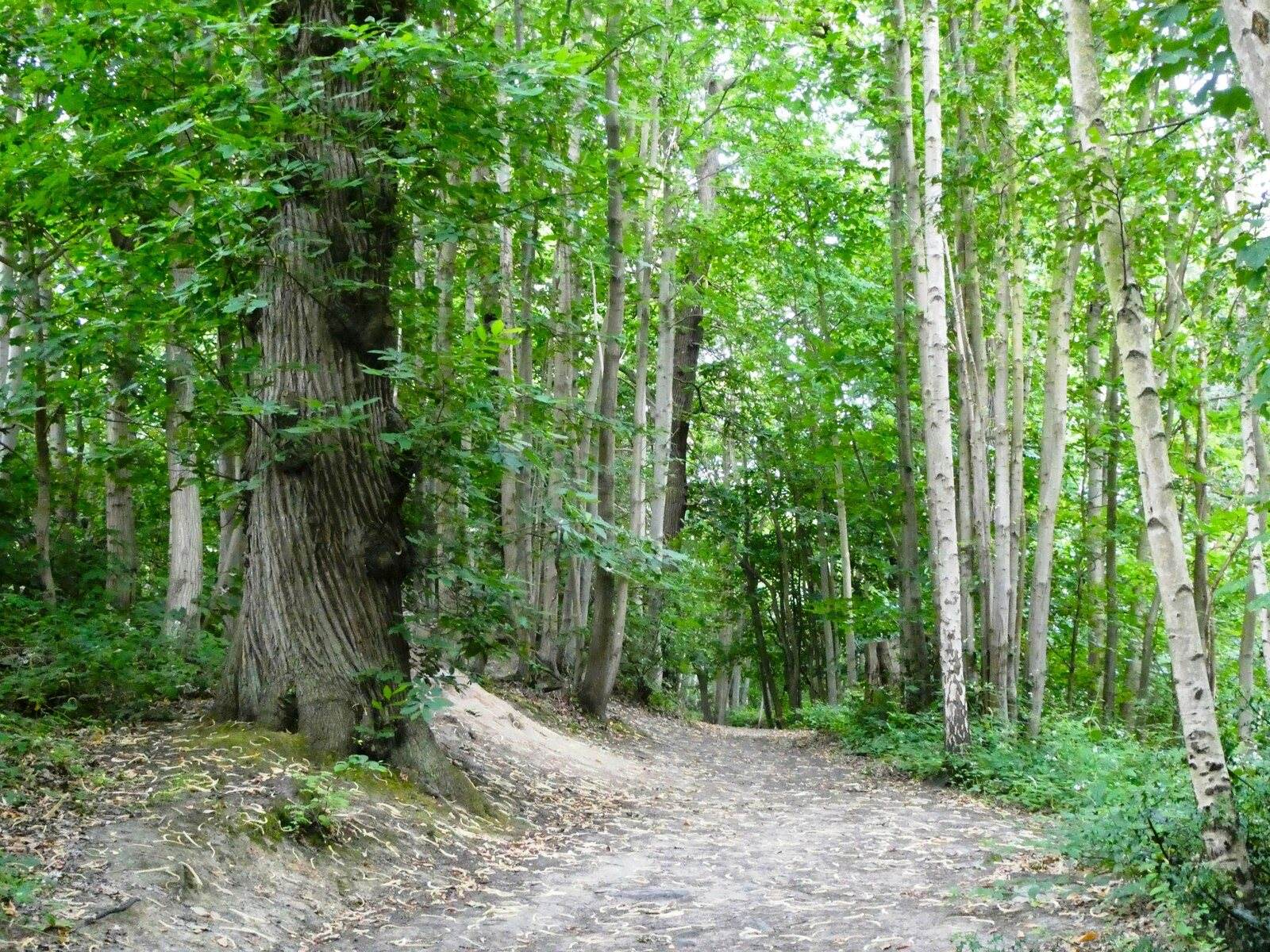 Shorne Woods Country Park Heritage Trail