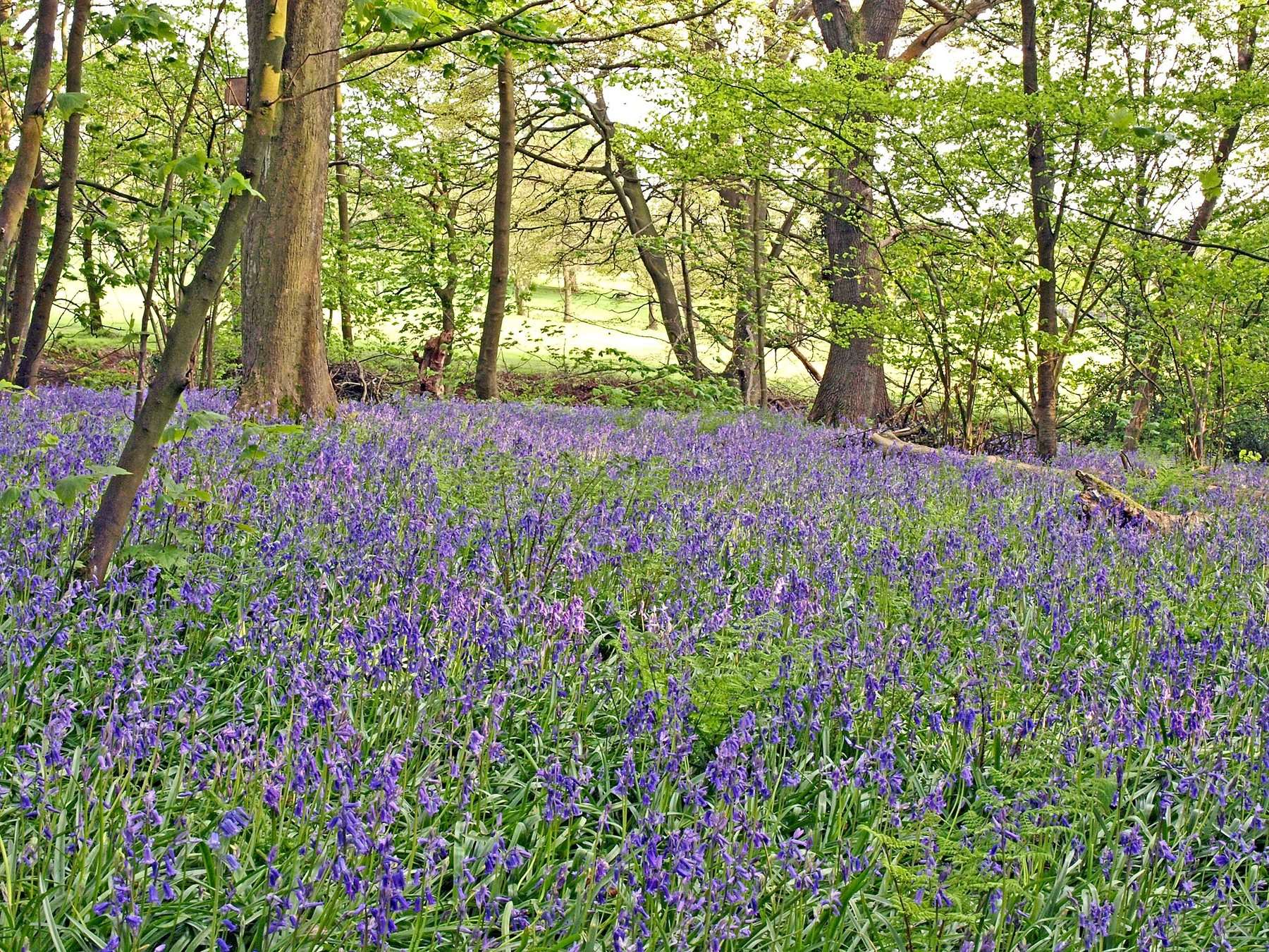 Spring Wood, Whalley