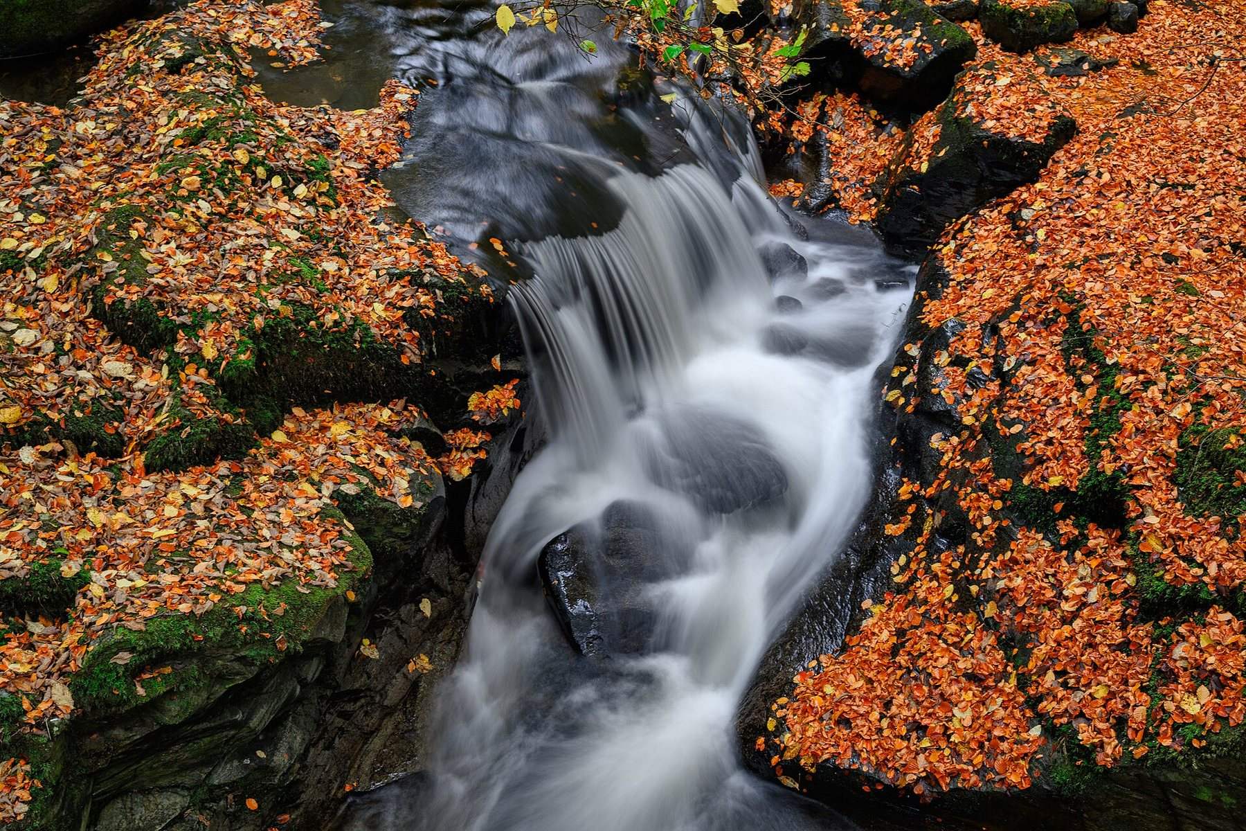 The Birks of Aberfeldy and the Falls of Moness