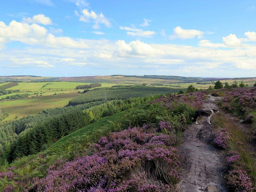 Thrunton Wood and Long Crag Circular