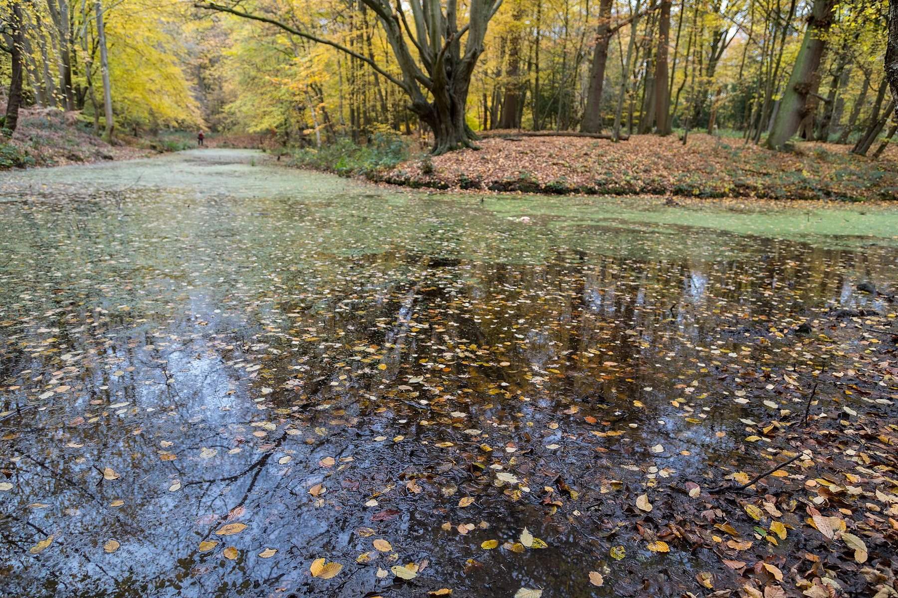 Trent Country Park and Camlet Moat Circular