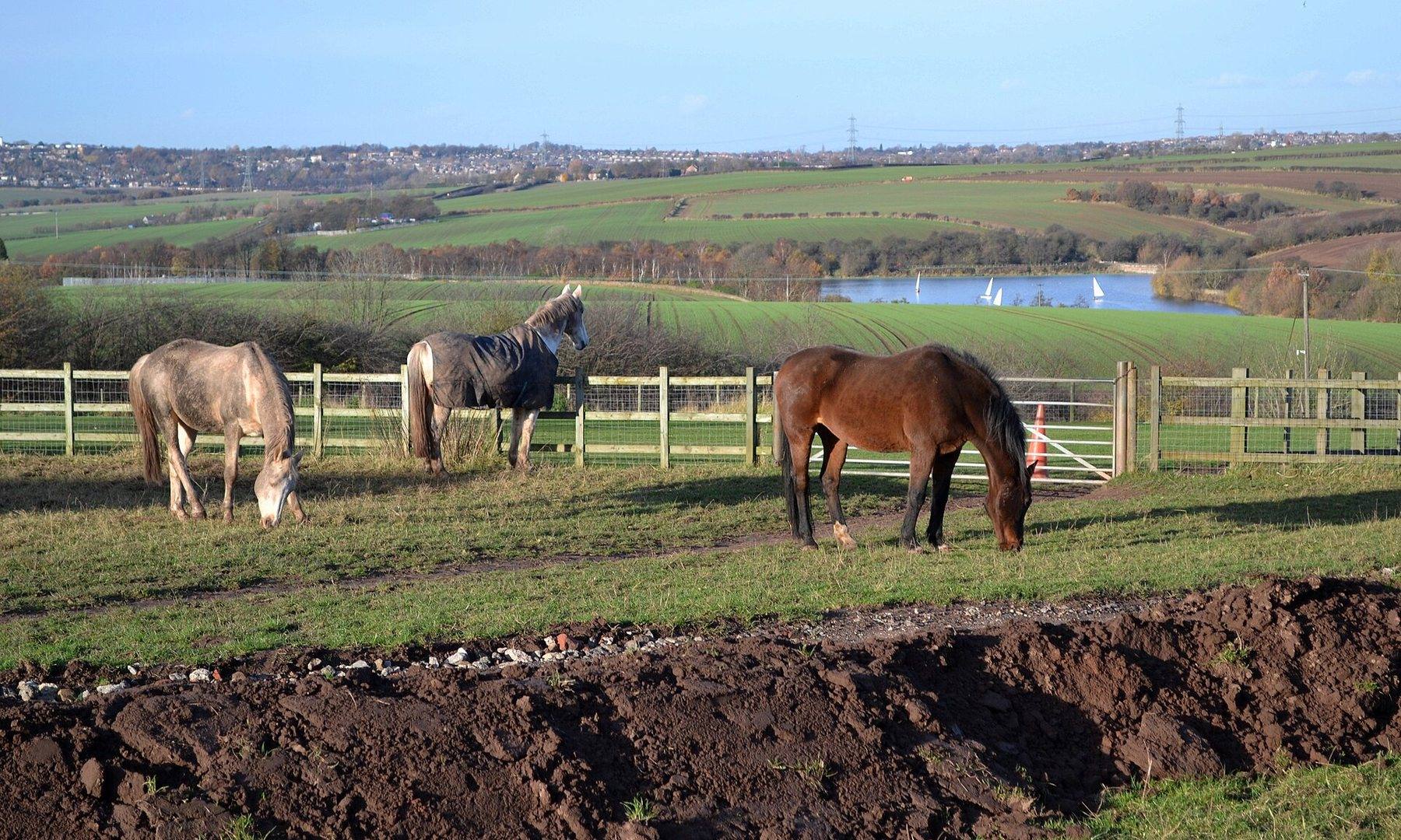 Ulley Reservoir Country Park Circular