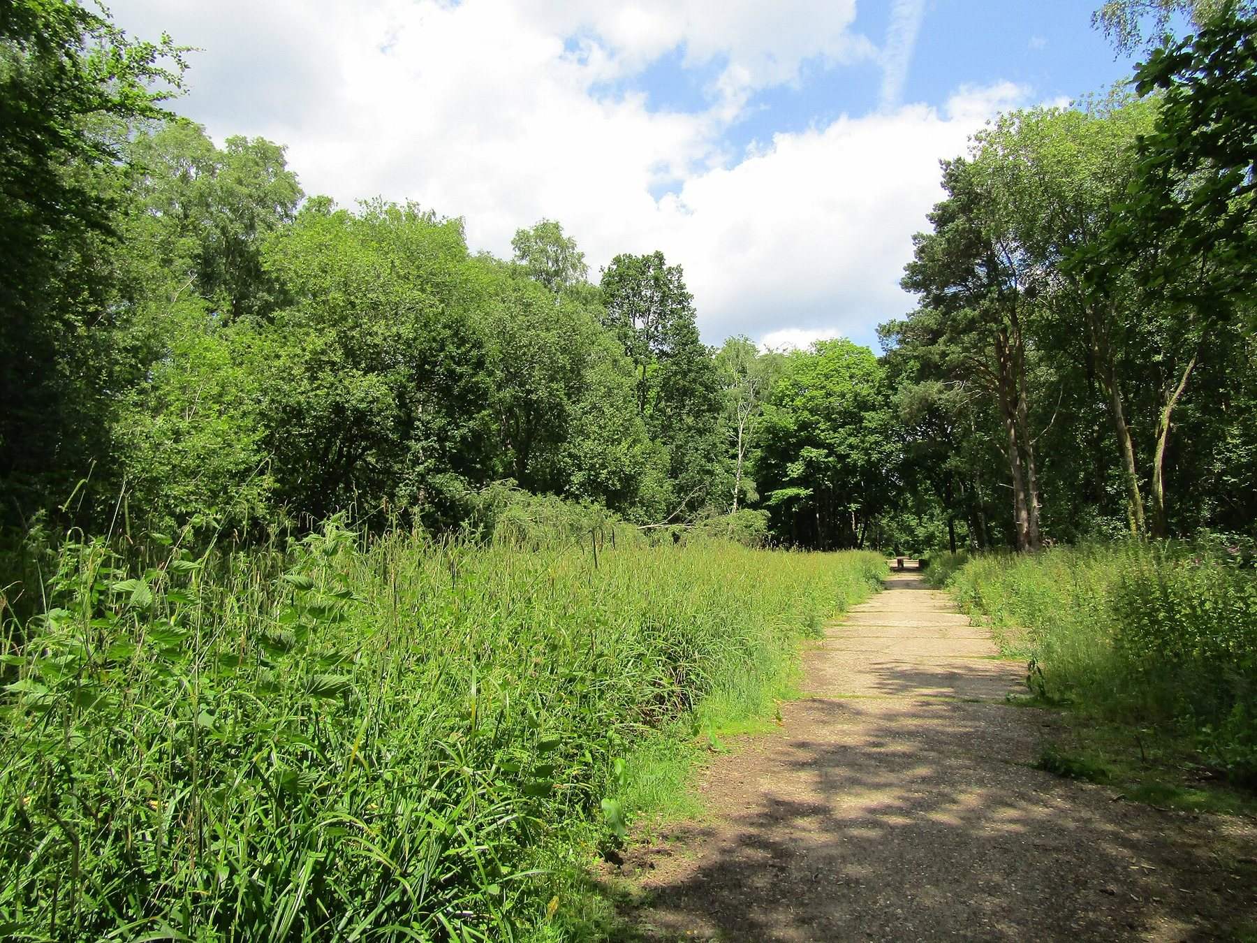 Waggoners Wells and Ludshott Common