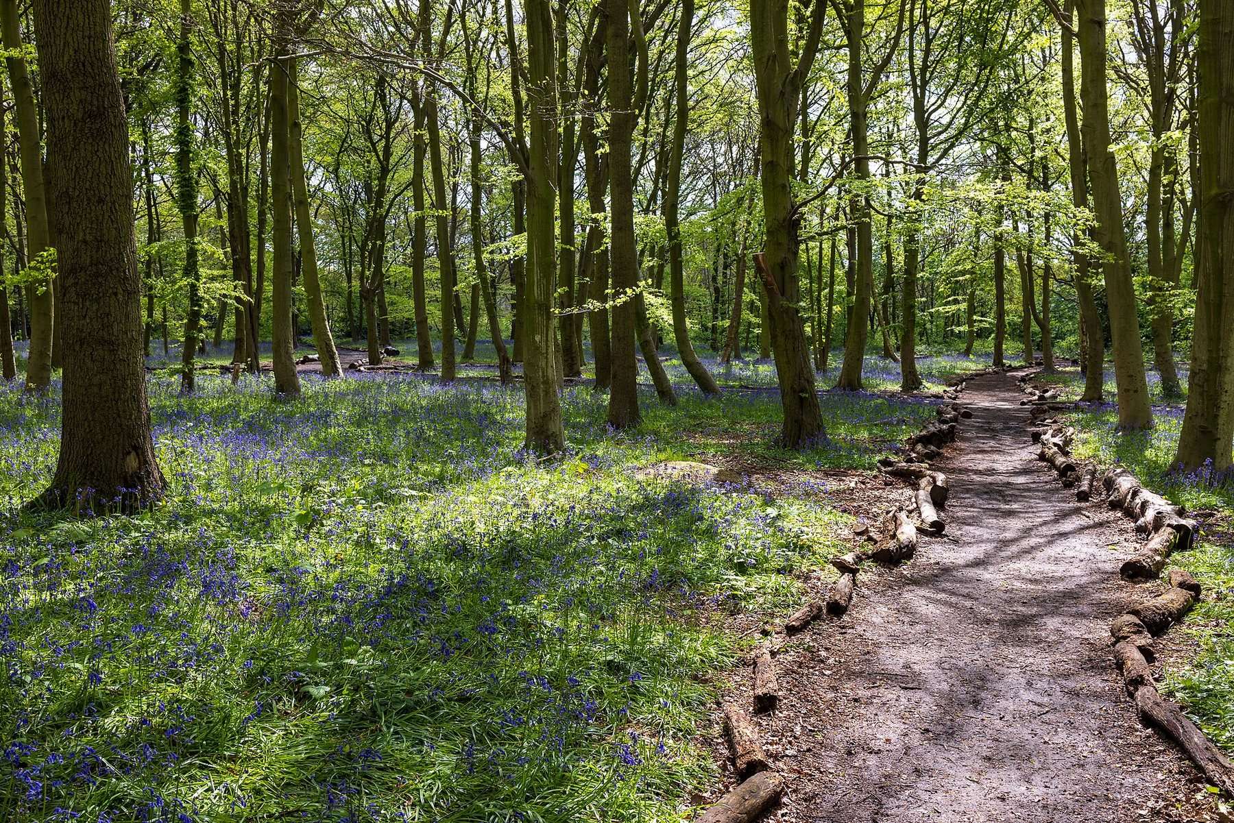 Wanstead Park Chestnut Trail and Ornamental Water