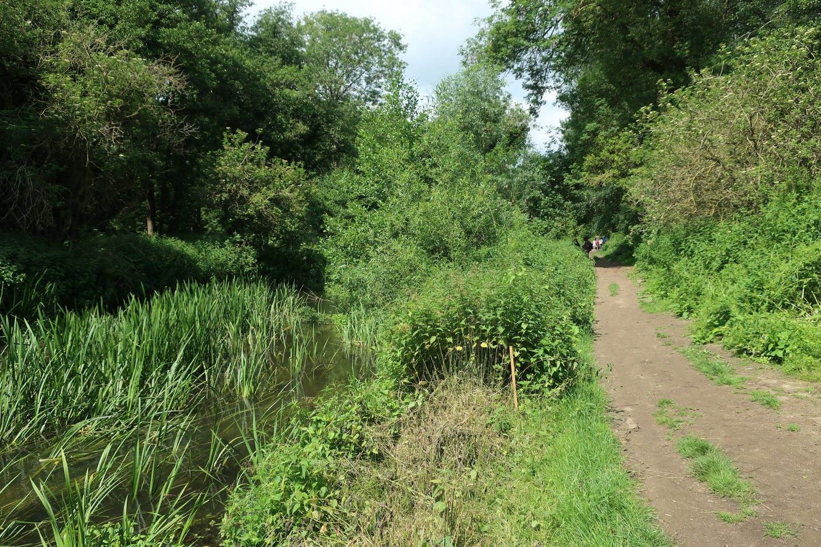 West Stow Country Park and River Lark Walk